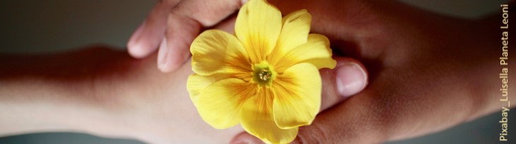 zwei Hände halten eine gelbe Blume