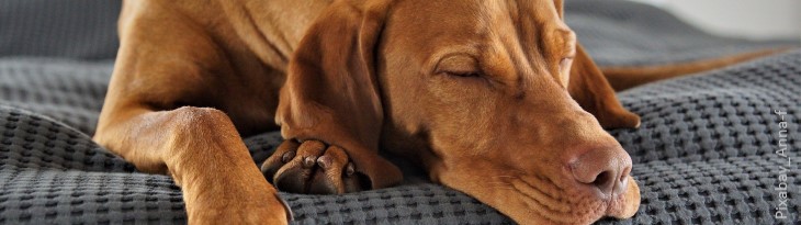 schlafender Hund auf Decke